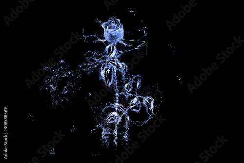 There is rose with leaves made of water on the black background. Happy Valentine's Day