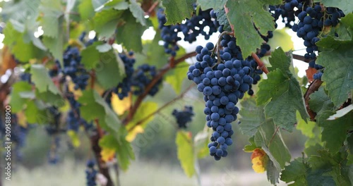 Wallpaper Mural Blue grapes hanging in a vineyard during a breeze Torontodigital.ca