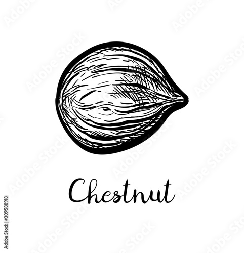 Ink sketch of chestnut.