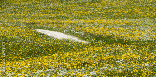 Wegstreifen in Blumenwiese  photo