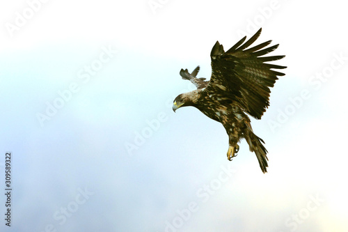 Five Years old female of Spanish Imperial Eagle flying, birds, eagles, raptors, aquila adalberti © Jesus
