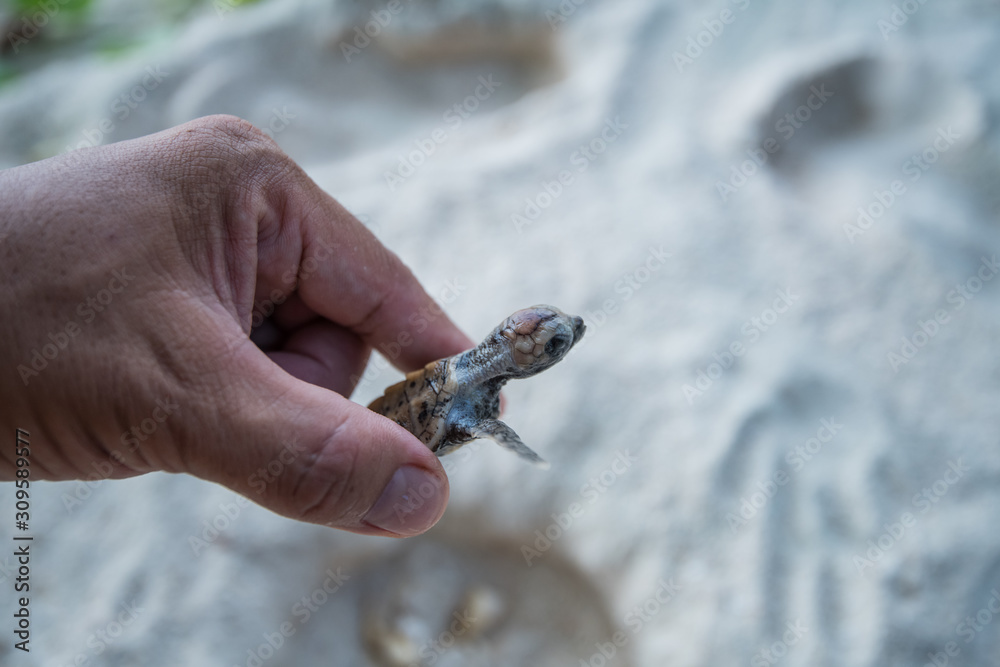 Sea Turtle in hand