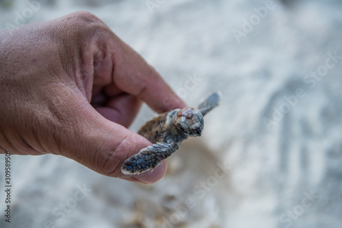 Sea Turtle in hand