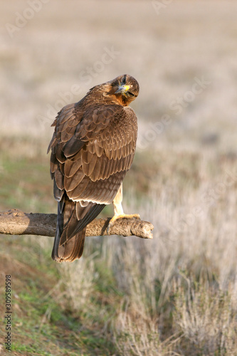One year old female of Bonelli´s Eagle with the first lights of the morning, Aquila fasciata