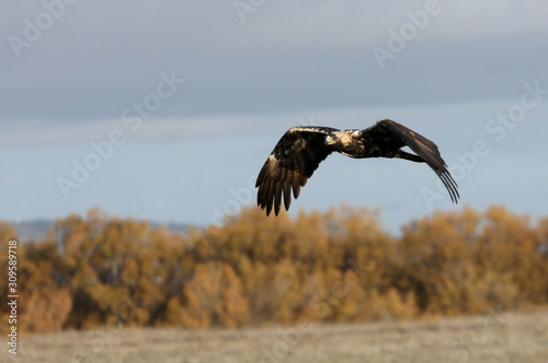 Five years old female of Spanish imperial eagle with the first lights of the morning