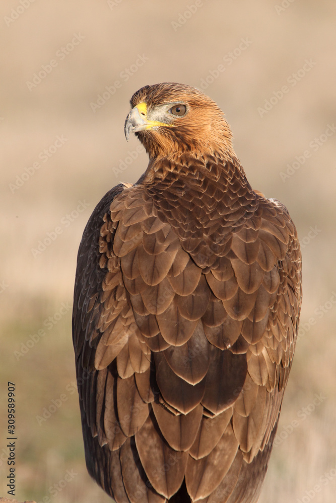 One year old female of Bonelli´s Eagle with the first lights of dawn, Aquila fasciata One year old female of Bonelli´s Eagle with the first lights of dawn, Aquila fasciata