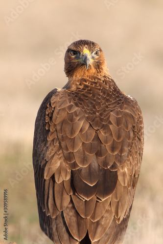 One year old female of Bonelli´s Eagle photographed with the first lights of the morning, eagles, birds, Aquila fasciata