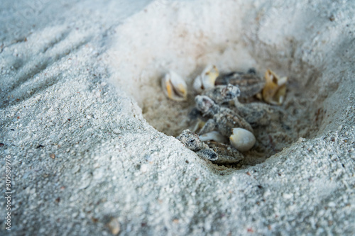 Baby Green sea turtle and eggs in hatching