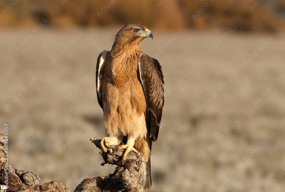 Naklejka premium One year old female of Bonelli´s Eagle with the first lights of dawn, Aquila fasciata