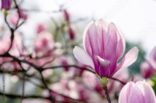 pink blossom of magnolia tree. big flowering on the twigs in sunlight. spring season in the garden. bright ornamental background © Pellinni