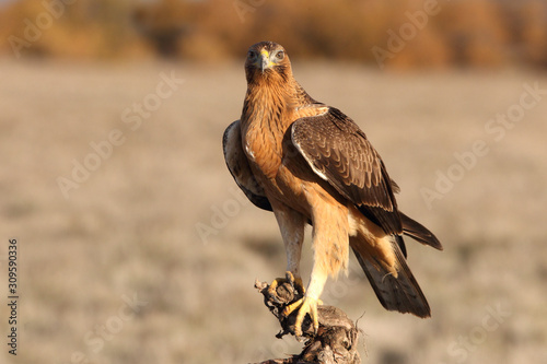 One year old female of Bonelli  s Eagle photographed with the first lights of the morning  eagles  birds  Aquila fasciata