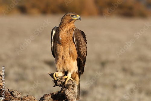 One year old female of Bonelli´s Eagle with the first lights of dawn, Aquila fasciata