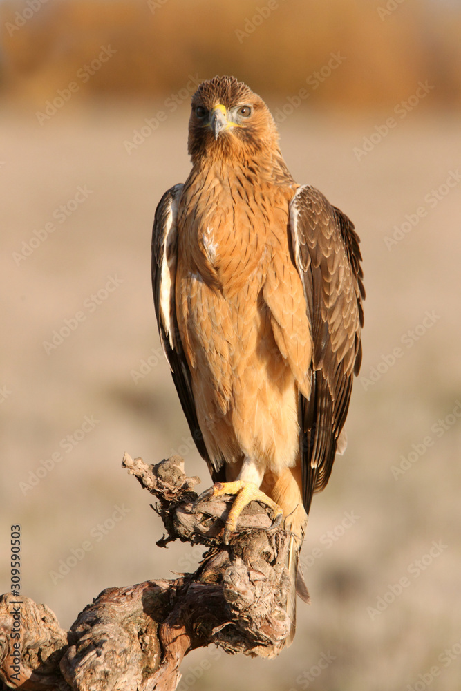 Fototapeta premium One year old female of Bonelli´s Eagle photographed with the first lights of the morning, eagles, birds, Aquila fasciata