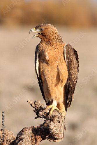 Young female of Bonelli´s Eagle with the first lights of the day, eagle, birds, raptors, Aquila fasciata