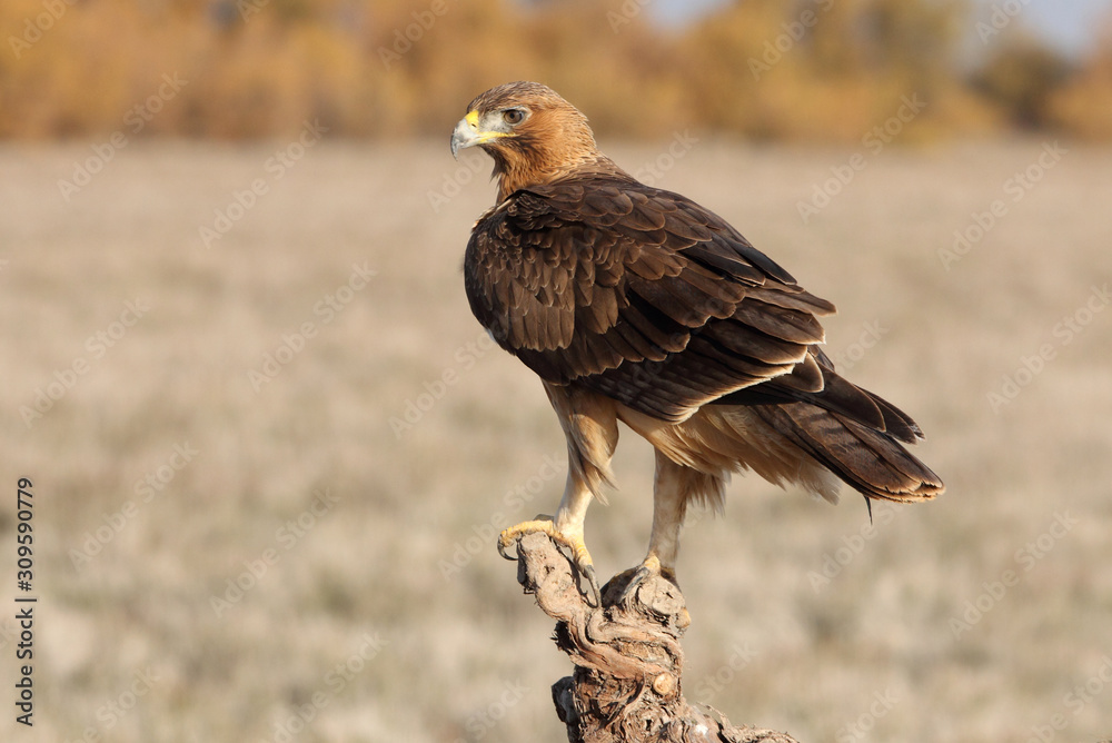 One year old female of Bonelli´s Eagle photographed with the first lights of the morning, eagles, birds, Aquila fasciata One year old female of Bonelli´s Eagle photographed with the first lights of the morning, eagles, birds, Aquila fasciata