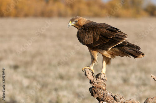 Bonelli´s Eagle photographed with the first lights of the morning, eagles, birds, falcons, Aquila fasciata
