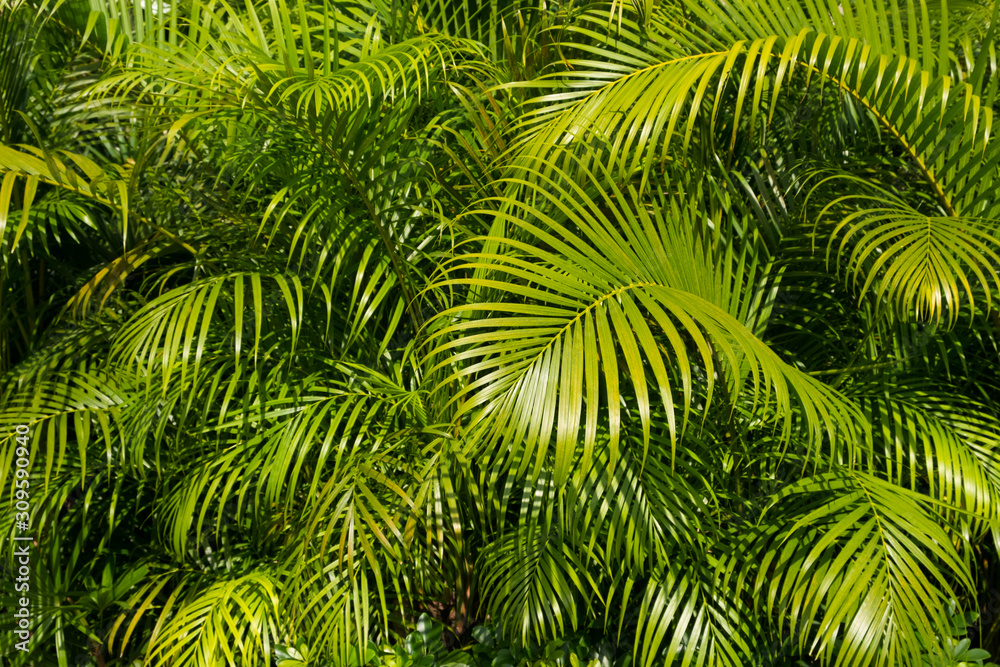Fotografia palm tree leaf background -palm leaves bush