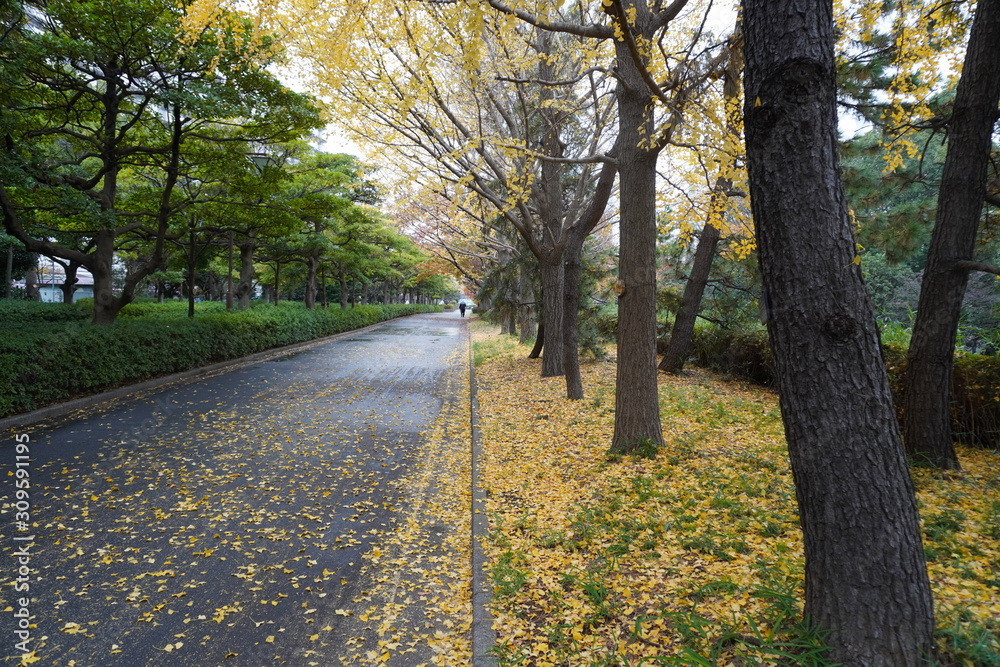 road in autumn