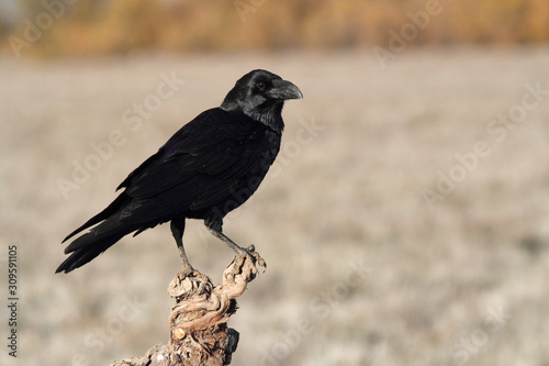  Common raven in mating season with the first lights of the morning, Corvus corax
