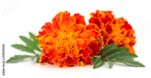 Two marigold flowers.