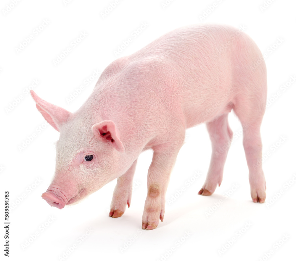 Pig on white Pig on white