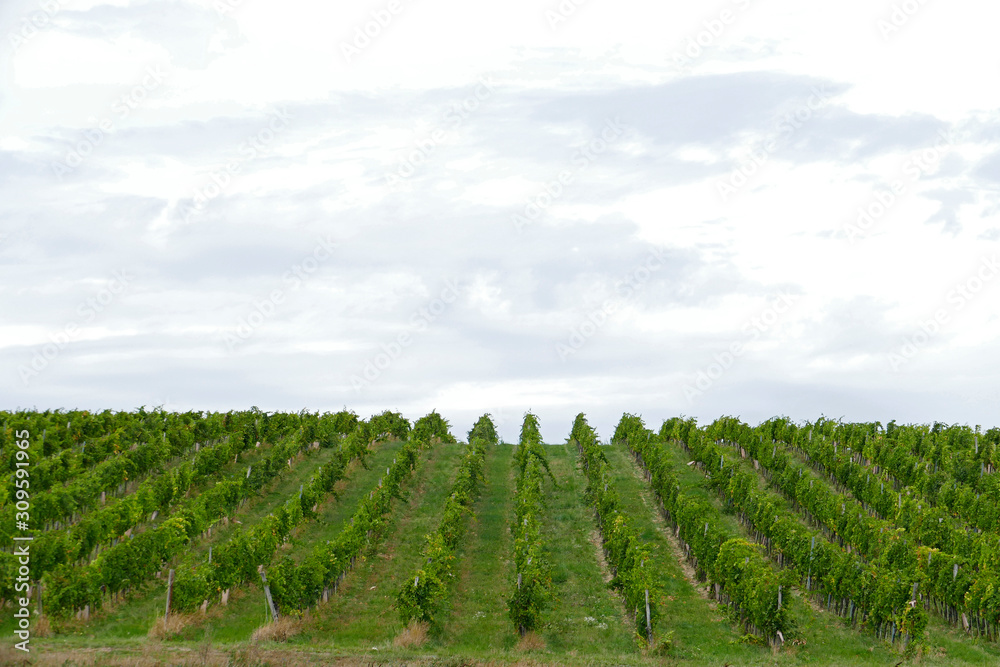 Vineyards by the Vienna wood near town Baden in Austria Vineyards by the Vienna wood near town Baden in Austria