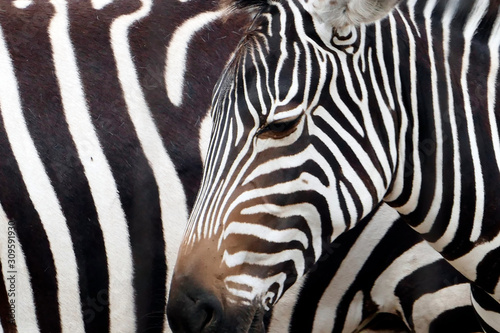 Zebra texture with 2 real zebras