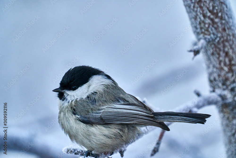 Fototapeta premium Bird - Willow Tit ( Poecile montanus ) sitting on a branch of a tree. Close-up..