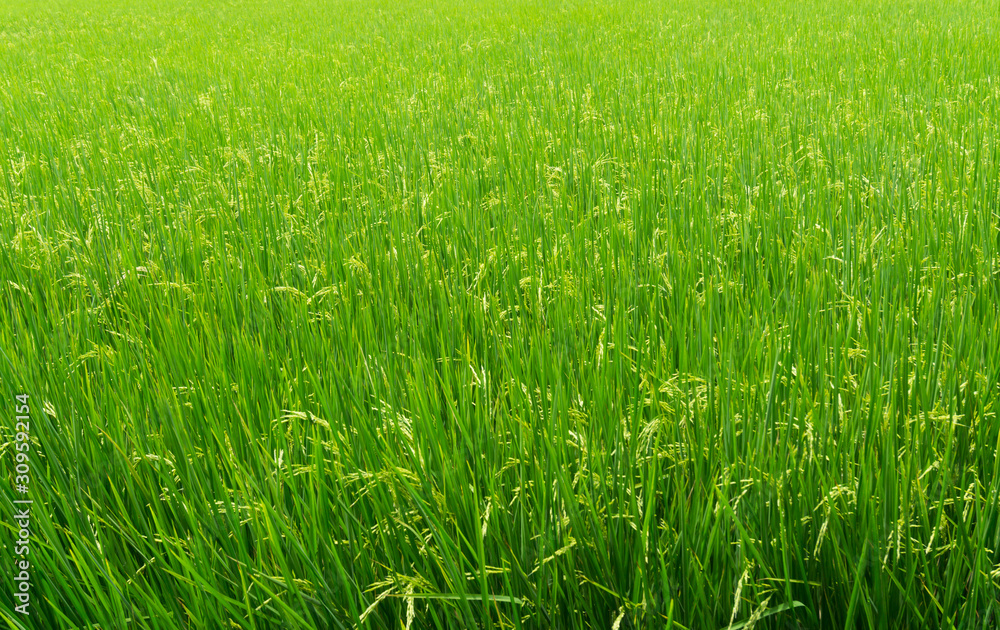 Beautiful Organic green paddy field in Thailand.