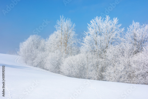 forest in hoarfrost on snow covered hill. sunny morning landscape. misty weather with blue sky. winter fairy tale. beautiful nature scenery of white season in carpathian mountains © Pellinni