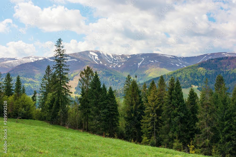 spruce forest on a grassy hill in mountains. springtime landscape in dappled light. tops of distant ridge with spots of snow. fresh air on windy weather day with clouds on the sky. calmness and peace