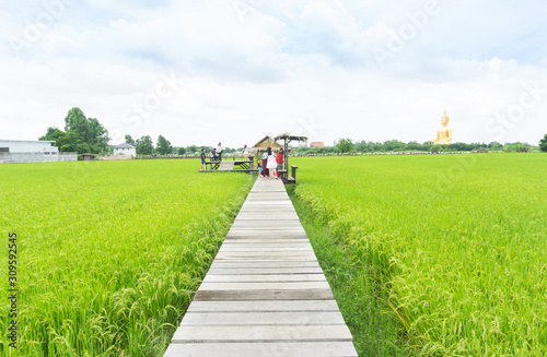 Green rice fields and wooden bridges for walking around. © black_J