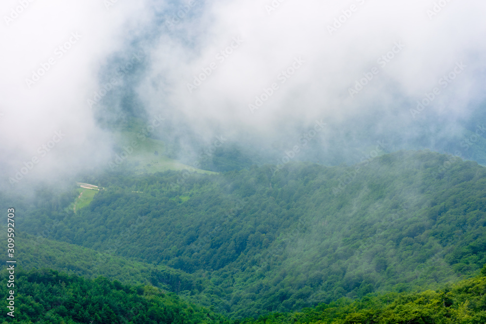 clouds rise above the forested forest. high volume humidity weather. foggy atmosphere. mysterious nature background in the morning