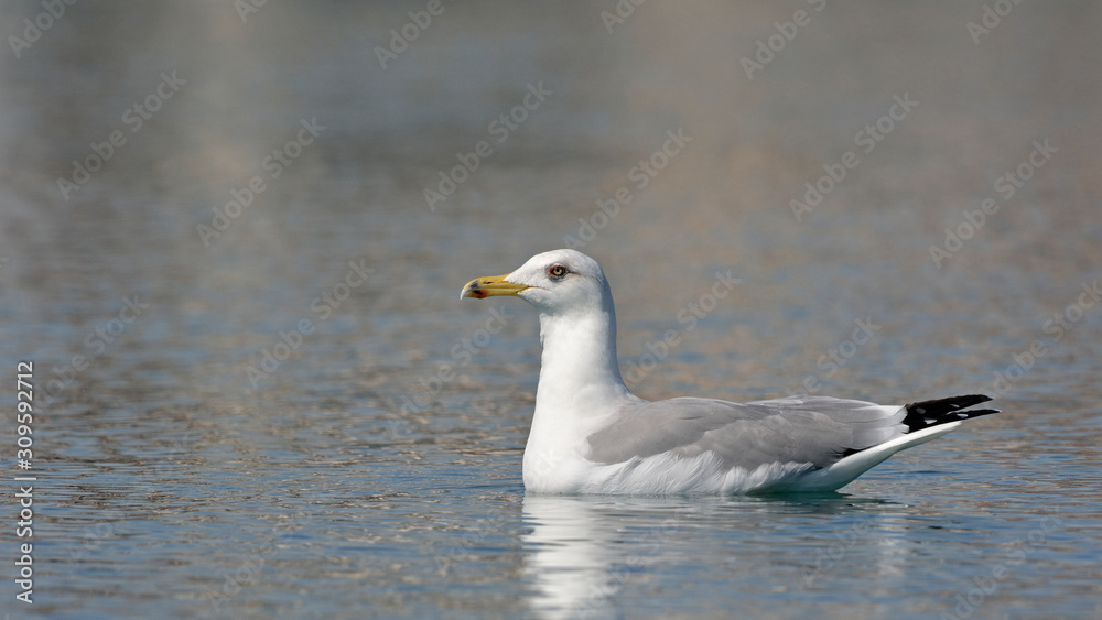 Yellow-legged Gull (Larus michahellis), Crete, Greece Yellow-legged Gull (Larus michahellis), Crete, Greece
