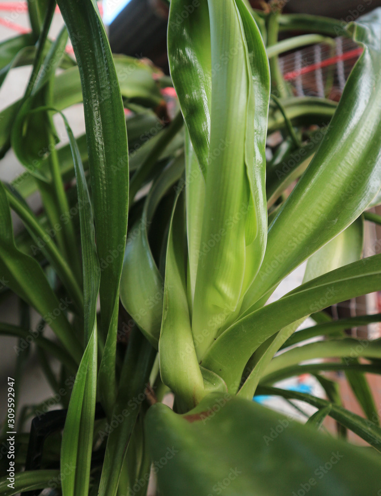 Obraz premium Beautiful green leaf pattern and nature background