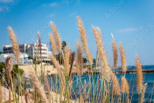 Grass on the background of buildings and the sea in the city of Paphos