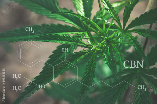 CBN formula. Cannabis tree for medical benefits by extracting marijuana oil or using it as narcotic. cannabinoids and health.