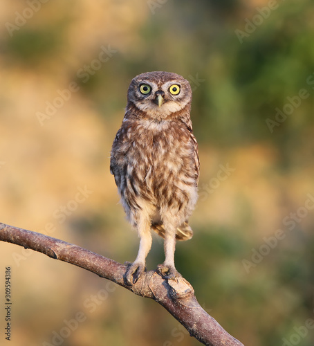 Little owl chick sitting on a thick branch in the rays of the evening sun on a beautiful blurred background © VOLODYMYR KUCHERENKO