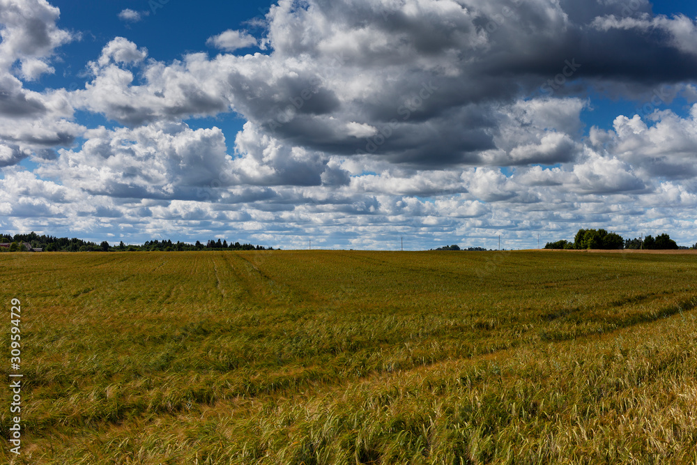 Clouds above grain fields in summertime.