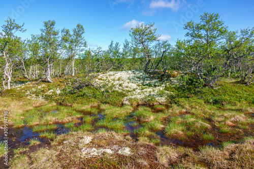 Peat moss with water at a birch forest