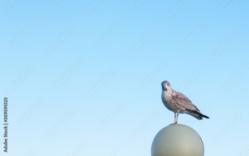 Obraz premium A close-up of a seagull
