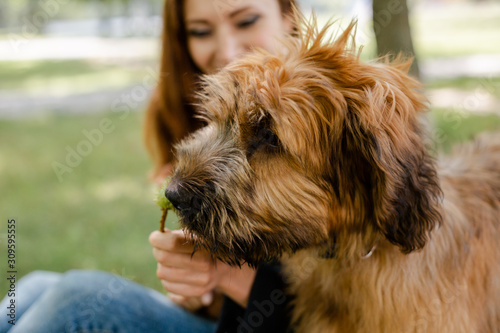 Obraz na plátně A puppy briard playing with his owner