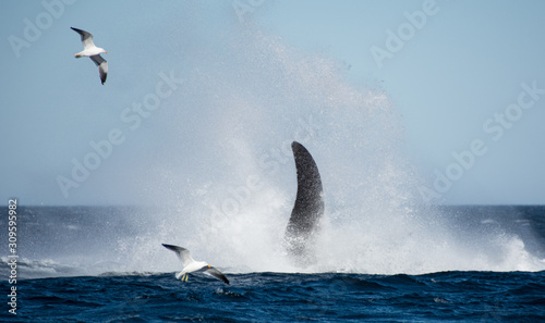 espectaculo de ballenas