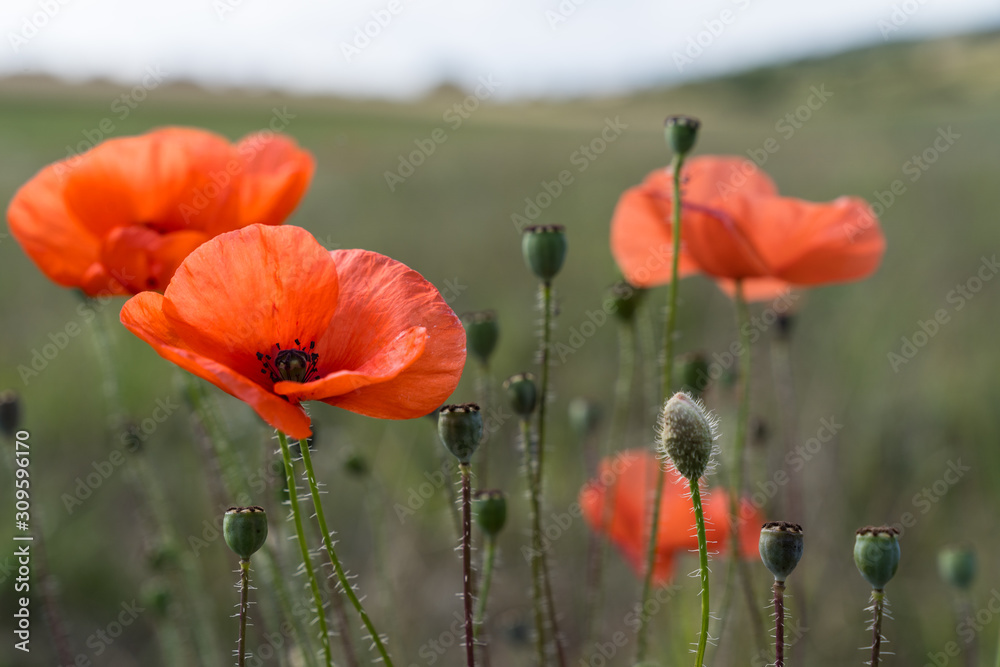 Poppy flower. A field of poppy flowers blossoming during spring against a landscape with shallow depth of field