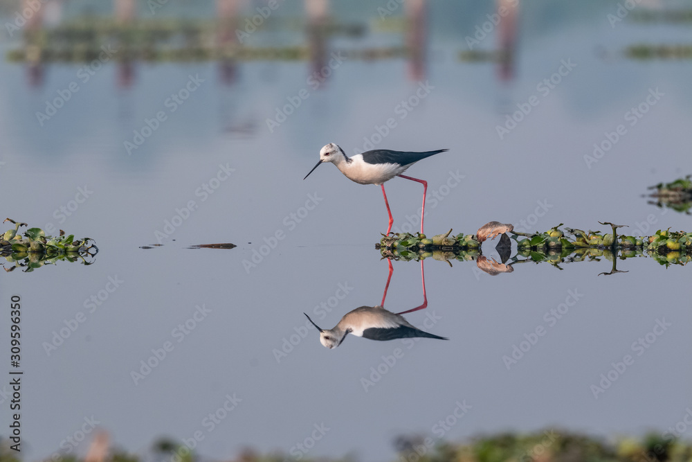 Fototapeta premium Black winged bird in the water body with clear reflection 