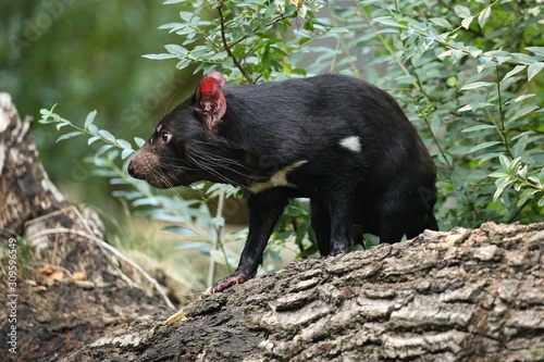 Tasmanian devil. Amazing creature pose in beautiful light. Fantastic scene with danger animal. Very rare and unique animal. Sarcophilus harrisii.