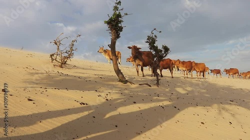 Frei lebende Kuhherde in der Wüste 1