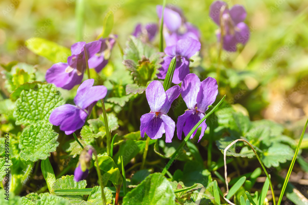 Beautiful bloom of odorate violet in the rays of light. The first spring flowers. Natural background with sun flare. Beautiful bloom of odorate violet in the rays of light. The first spring flowers. Natural background with sun flare.