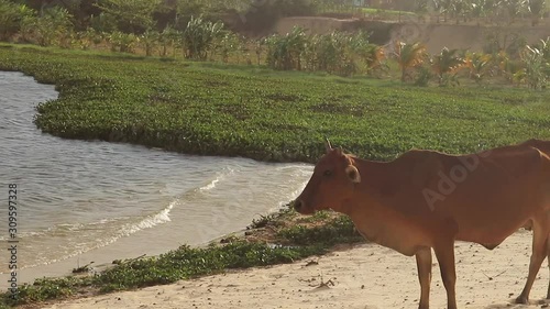 Kuhherde in der Wüste