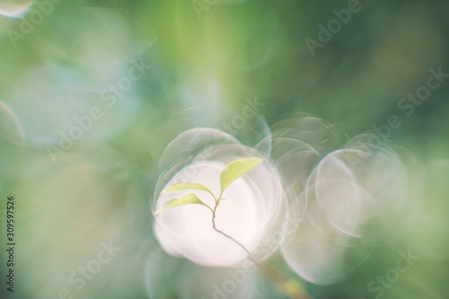 Zarter Hintergrund mit Bokeh und Blatt